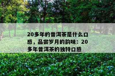 20多年的普洱茶是什么口感，品尝岁月的韵味：20多年普洱茶的独特口感