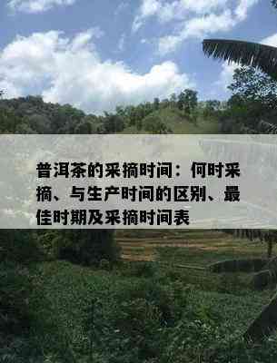 普洱茶的采摘时间：何时采摘、与生产时间的区别、更佳时期及采摘时间表