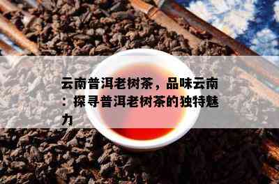 云南普洱老树茶，品味云南：探寻普洱老树茶的独特魅力