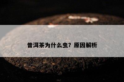 普洱茶为什么虫？原因解析