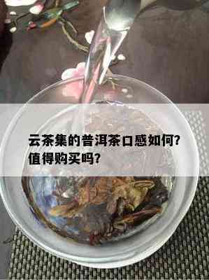 云茶集的普洱茶口感如何？值得购买吗？