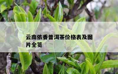 云南依香普洱茶价格表及图片全览