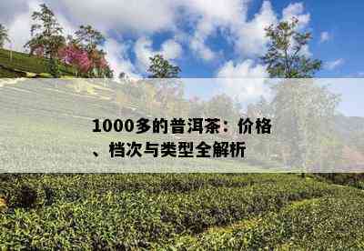 1000多的普洱茶：价格、档次与类型全解析