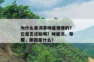 为什么普洱茶味道怪怪的？它是否还能喝？味道淡、带腥，原因是什么？