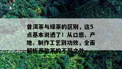 普洱茶与绿茶的区别，这5点基本说透了！从口感、产地、制作工艺到功效，全面解析两款茶的不同之处。