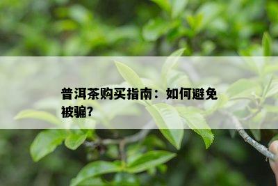 普洱茶购买指南：如何避免被骗？