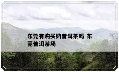 东莞有购买购普洱茶吗-东莞普洱茶场