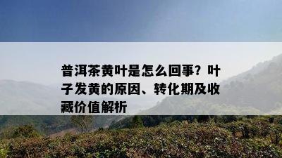 普洱茶黄叶是怎么回事？叶子发黄的原因、转化期及收藏价值解析