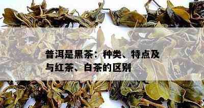 普洱是黑茶：种类、特点及与红茶、白茶的区别