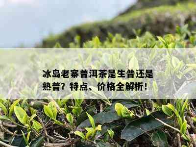 冰岛老寨普洱茶是生普还是熟普？特点、价格全解析！