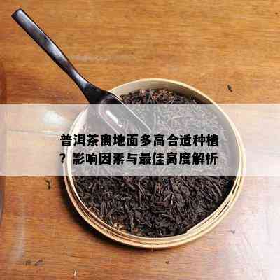 普洱茶离地面多高合适种植？影响因素与更佳高度解析