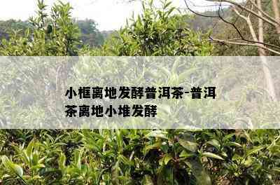 小框离地发酵普洱茶-普洱茶离地小堆发酵