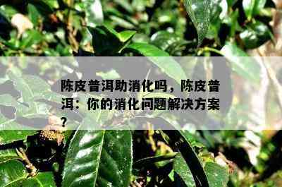 陈皮普洱助消化吗，陈皮普洱：你的消化问题解决方案？