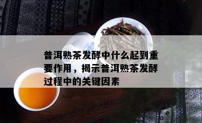 普洱熟茶发酵中什么起到重要作用，揭示普洱熟茶发酵过程中的关键因素