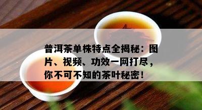 普洱茶单株特点全揭秘：图片、视频、功效一网打尽，你不可不知的茶叶秘密！