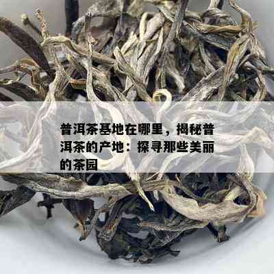 普洱茶基地在哪里，揭秘普洱茶的产地：探寻那些美丽的茶园