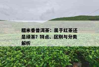 糯米香普洱茶：属于红茶还是绿茶？特点、区别与分类解析