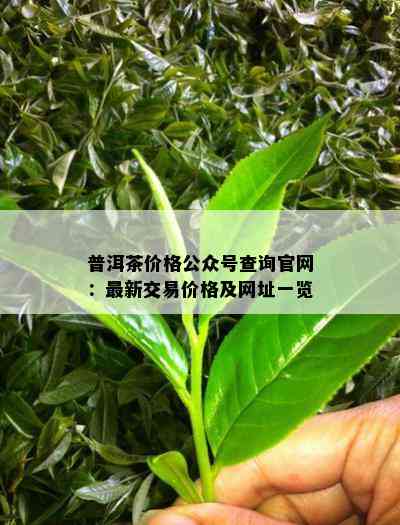 普洱茶价格公众号查询官网：最新交易价格及网址一览