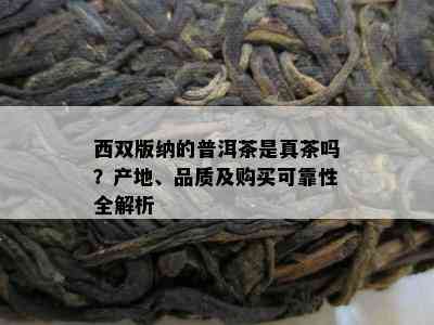 西双版纳的普洱茶是真茶吗？产地、品质及购买可靠性全解析