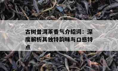 古树普洱茶香气介绍词：深度解析其独特韵味与口感特点