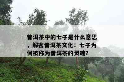 普洱茶中的七子是什么意思，解密普洱茶文化：七子为何被称为普洱茶的灵魂？