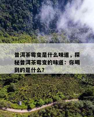 普洱茶霉变是什么味道，探秘普洱茶霉变的味道：你喝到的是什么？