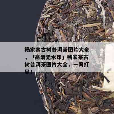 杨家寨古树普洱茶图片大全，「高清无水印」杨家寨古树普洱茶图片大全，一网打尽！