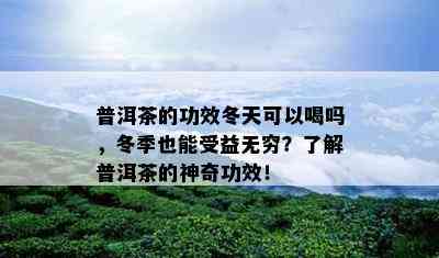 普洱茶的功效冬天可以喝吗，冬季也能受益无穷？了解普洱茶的神奇功效！