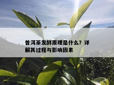 普洱茶发酵原理是什么？详解其过程与影响因素