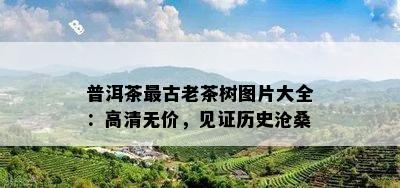 普洱茶最古老茶树图片大全：高清无价，见证历史沧桑