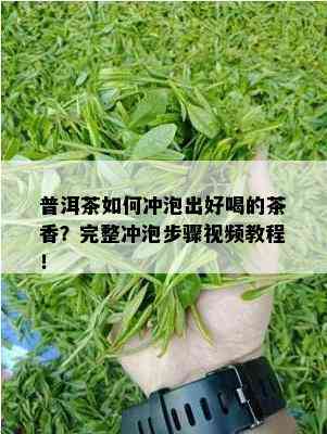 普洱茶如何冲泡出好喝的茶香？完整冲泡步骤视频教程！