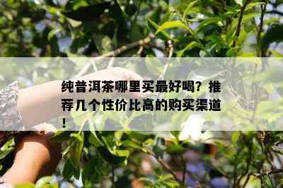 纯普洱茶哪里买更好喝？推荐几个性价比高的购买渠道！