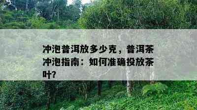 冲泡普洱放多少克，普洱茶冲泡指南：如何准确投放茶叶？