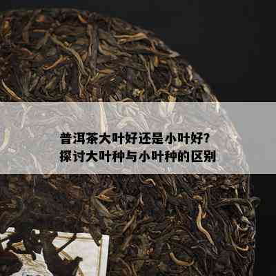 普洱茶大叶好还是小叶好？探讨大叶种与小叶种的区别