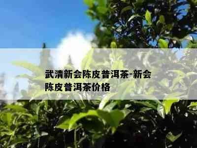 武清新会陈皮普洱茶-新会陈皮普洱茶价格