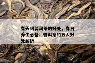 春天喝普洱茶的好处，春日养生必备：普洱茶的五大好处解析