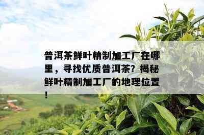 普洱茶鲜叶精制加工厂在哪里，寻找优质普洱茶？揭秘鲜叶精制加工厂的地理位置！