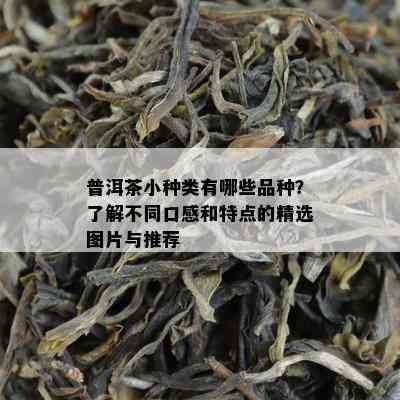 普洱茶小种类有哪些品种？了解不同口感和特点的精选图片与推荐