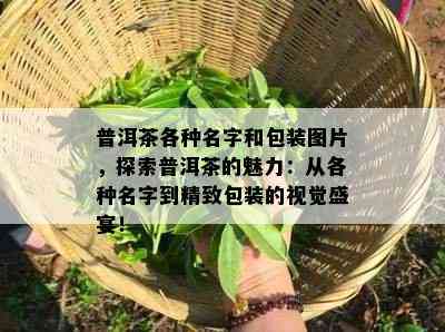 普洱茶各种名字和包装图片，探索普洱茶的魅力：从各种名字到精致包装的视觉盛宴！