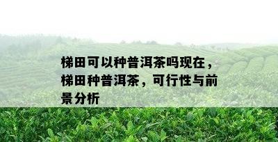 梯田可以种普洱茶吗现在，梯田种普洱茶，可行性与前景分析