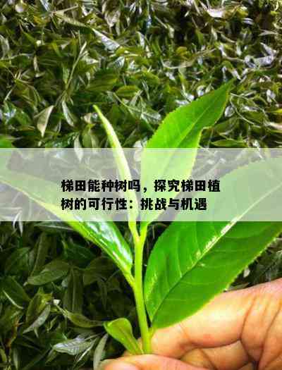 梯田能种树吗，探究梯田植树的可行性：挑战与机遇