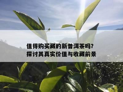 值得购买藏的新普洱茶吗？探讨其真实价值与收藏前景