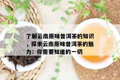 了解云南原味普洱茶的知识，探索云南原味普洱茶的魅力：你需要知道的一切