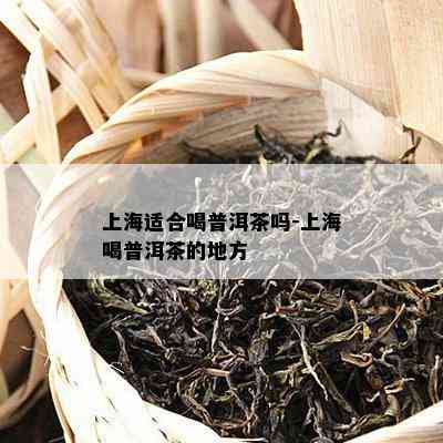 上海适合喝普洱茶吗-上海喝普洱茶的地方