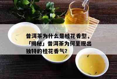 普洱茶为什么是桂花香型，「揭秘」普洱茶为何呈现出独特的桂花香气？