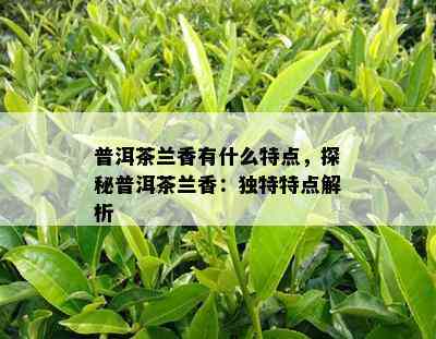 普洱茶兰香有什么特点，探秘普洱茶兰香：独特特点解析