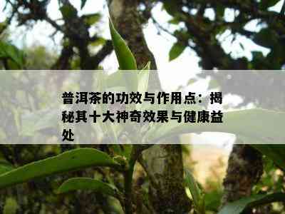 普洱茶的功效与作用点：揭秘其十大神奇效果与健康益处