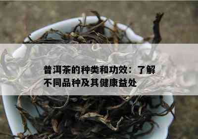 普洱茶的种类和功效：了解不同品种及其健康益处