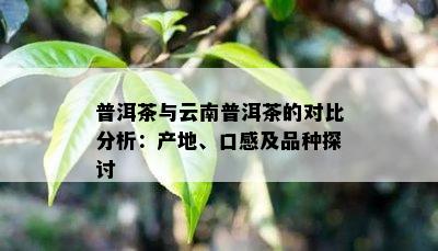 普洱茶与云南普洱茶的对比分析：产地、口感及品种探讨