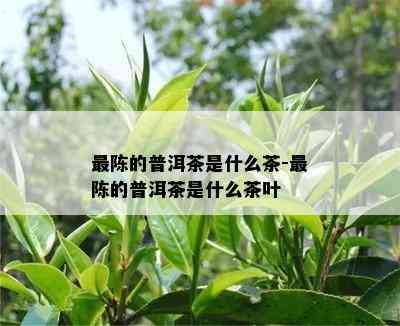 最陈的普洱茶是什么茶-最陈的普洱茶是什么茶叶